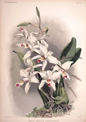 Laelia anceps, syn.: Laelia anceps var. sanderiana